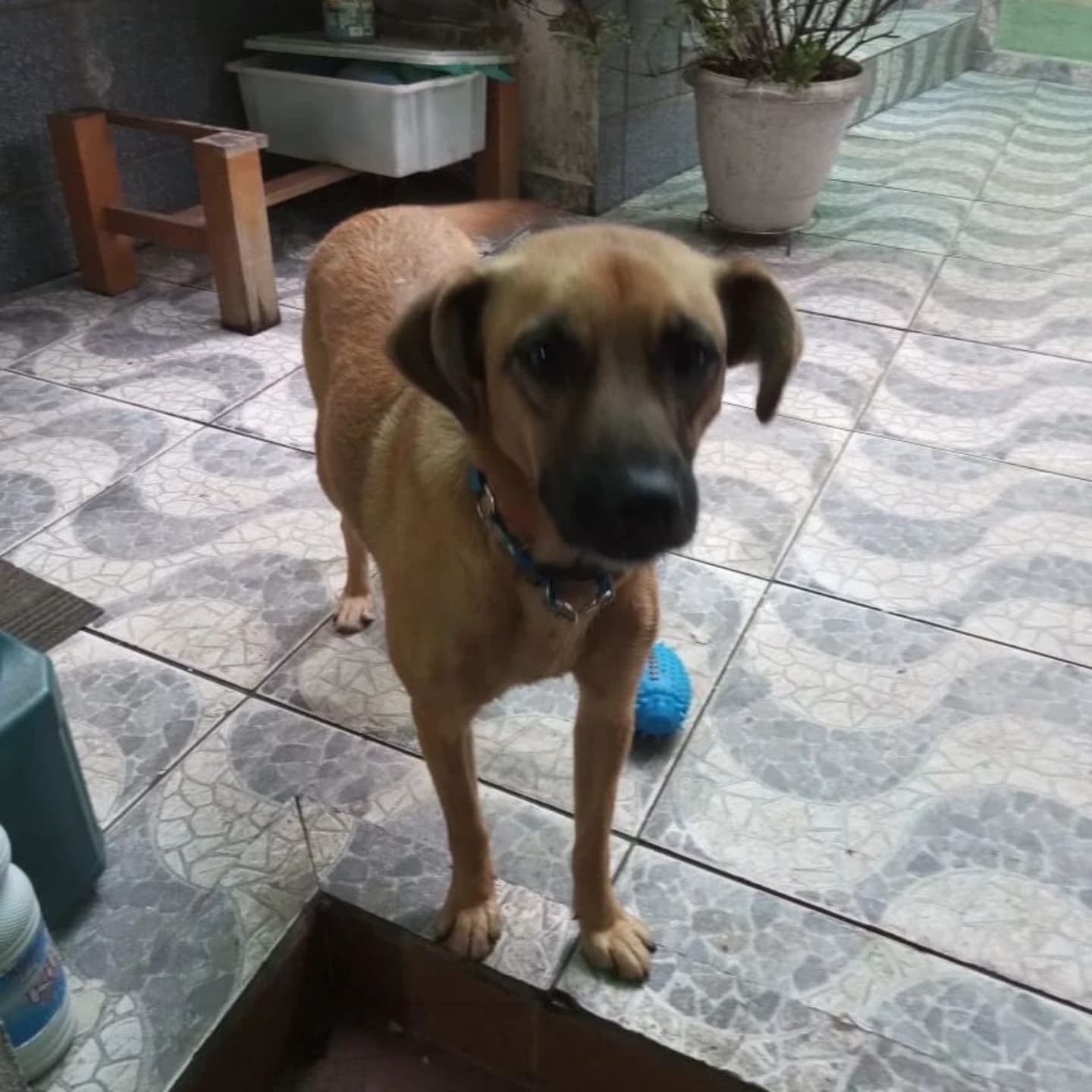Foto da Caramela